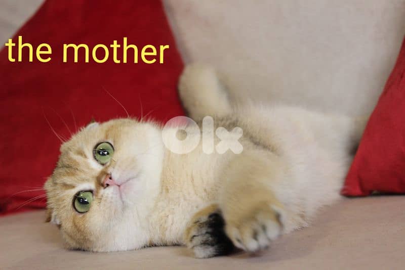 golden and silver chinchilla ara available. 4