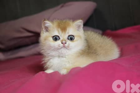 golden chinchilla are available!! Real photos.