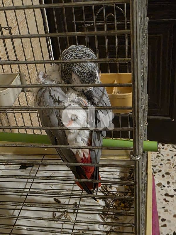 ببغاء كاسكو للبيع 1