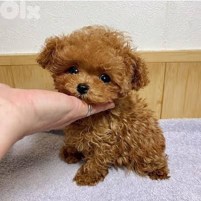 Adorable Tea Cup Poodle Puppies Available In Store & Delivery|Imported