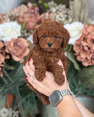 Toy Poodle Puppies |Available In Store | Delivery|Imported|Dog