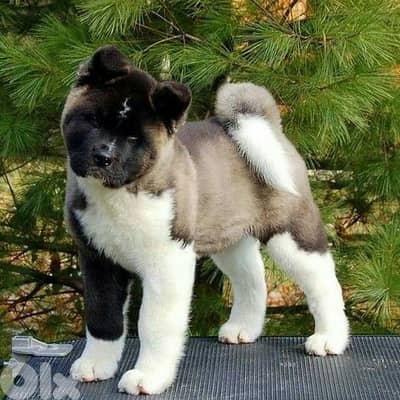Stunning American Akita Puppies |Available In Store|Delivery|Imported