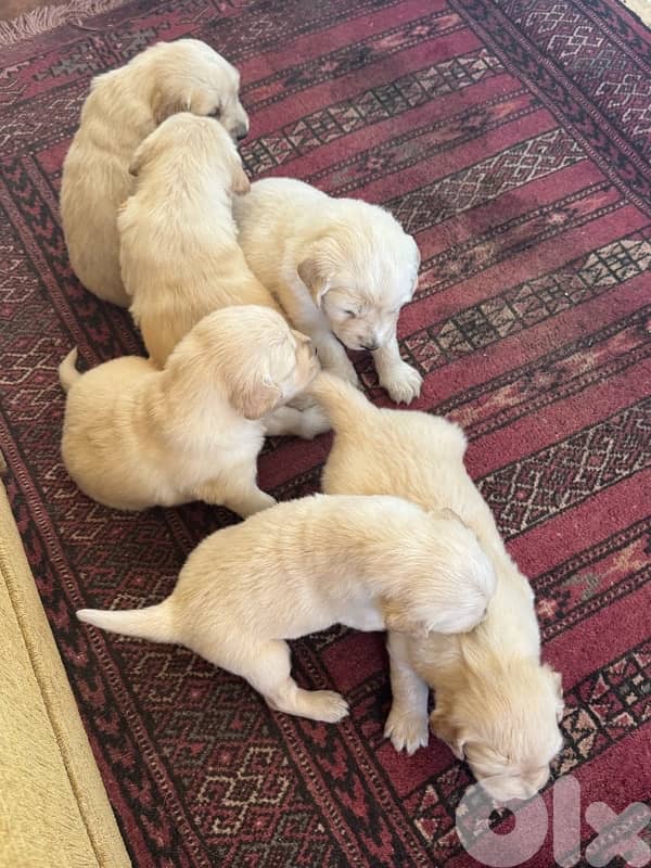 golden puppys pure 1