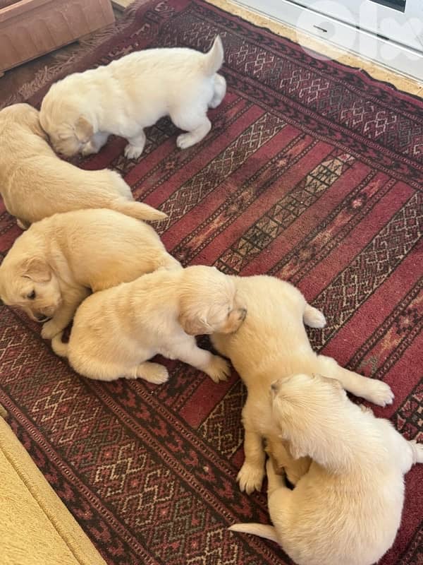 golden puppys pure 2