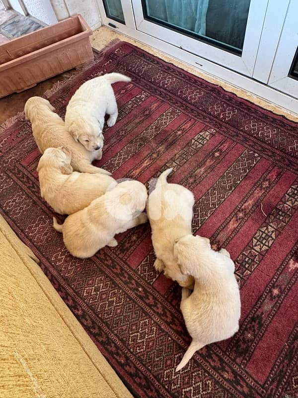 golden puppys pure 3