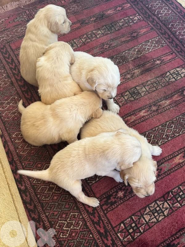 golden puppys pure 4