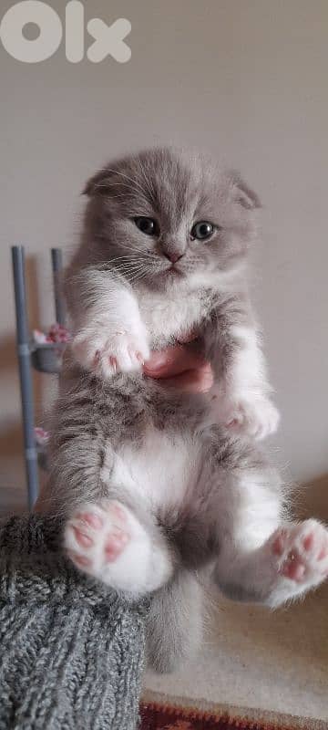 طرابلس الميناء