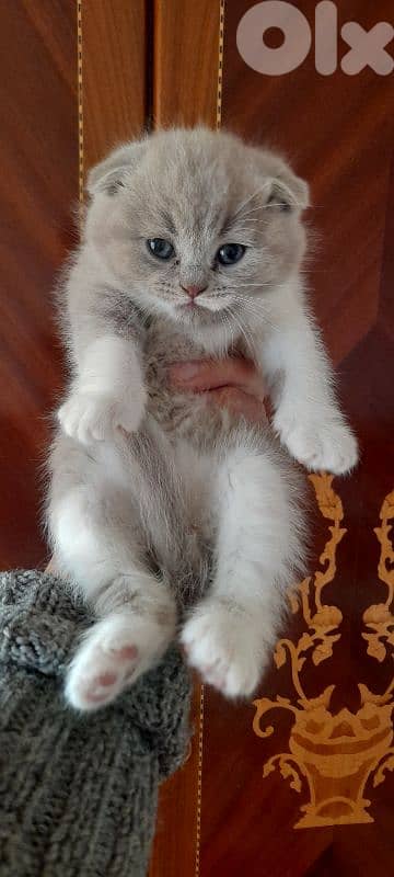 طرابلس الميناء 1