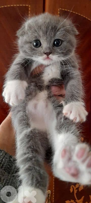 طرابلس الميناء 2