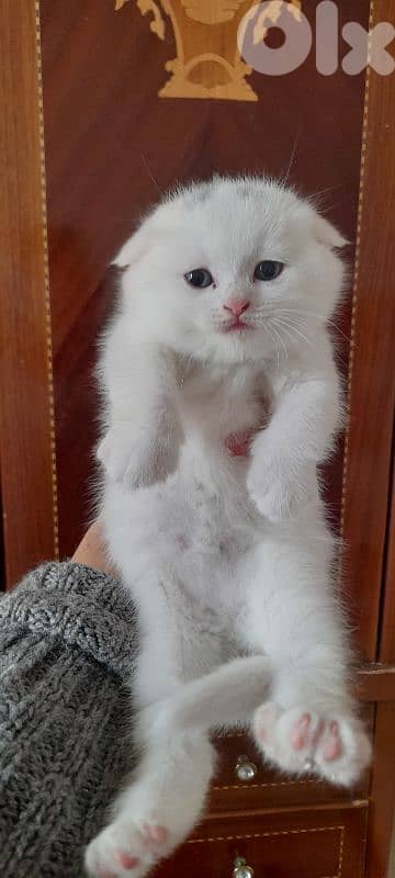 طرابلس الميناء 3