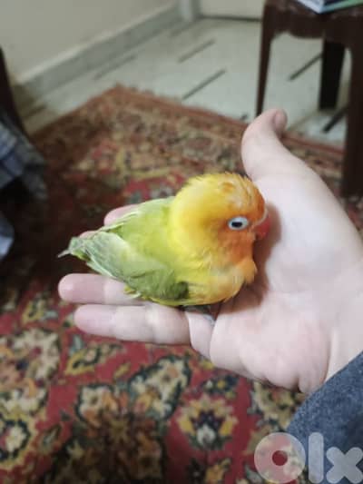 طفرة روز مروض مميز ب الوانه مع قفص