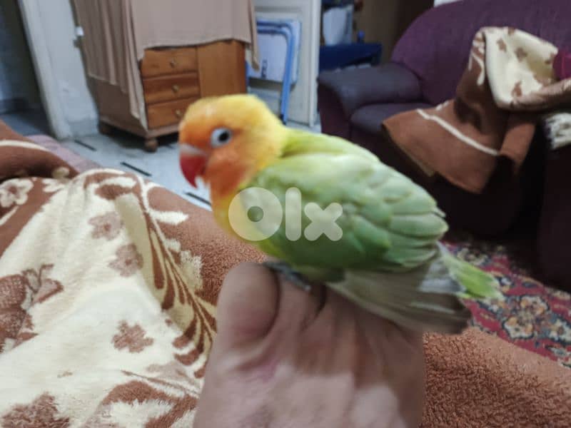 طفرة روز مروض مميز ب الوانه مع قفص 1