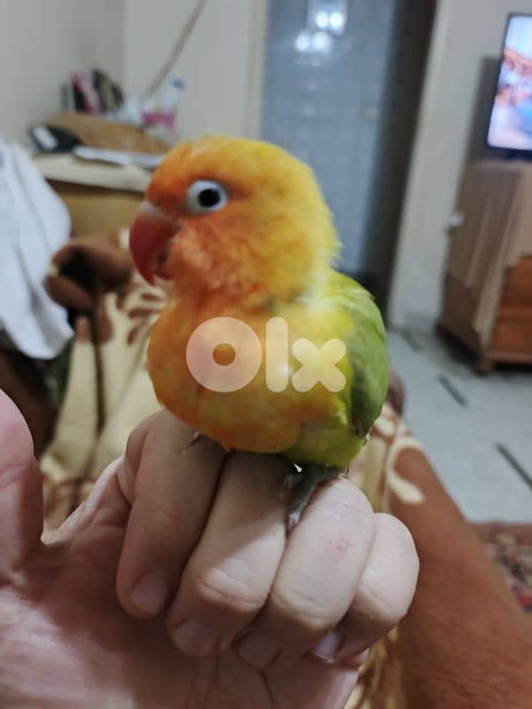 طفرة روز مروض مميز ب الوانه مع قفص 2