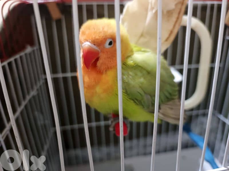 طفرة روز مروض مميز ب الوانه مع قفص 3