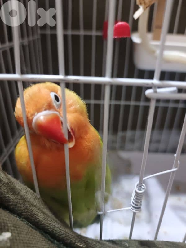 طفرة روز مروض مميز ب الوانه مع قفص 4