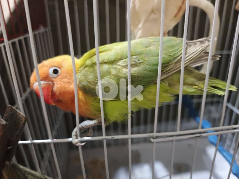 طفرة روز مروض مميز ب الوانه مع قفص 5