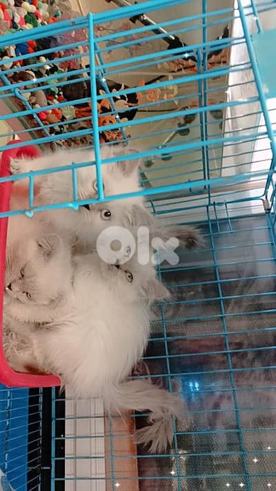 احلى الأسعار