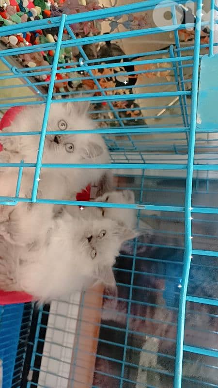 احلى الأسعار 1