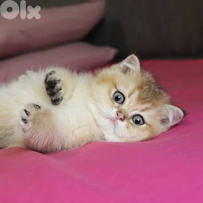 golden chinchilla are available!! Real photos.