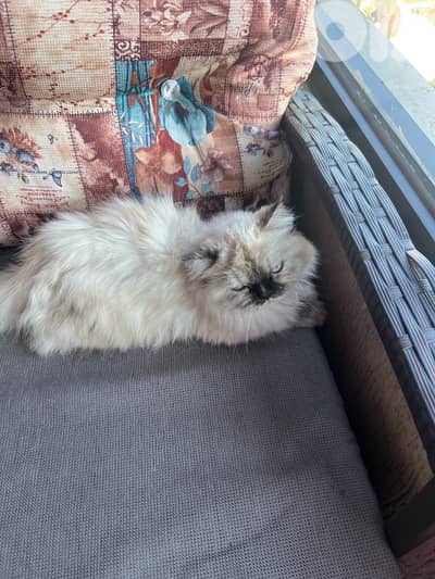 himalayan cat