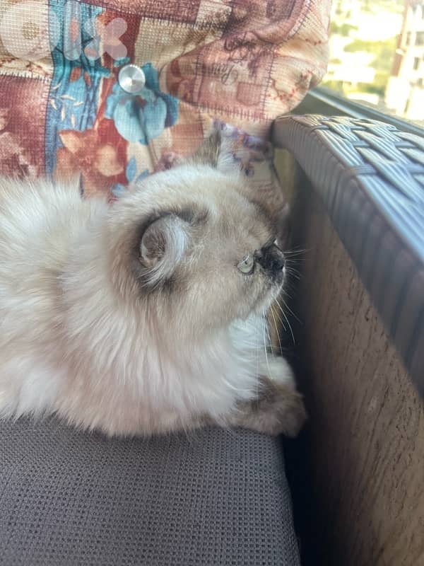 himalayan cat 2