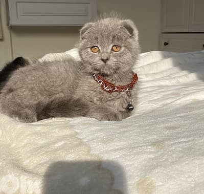 A special Christmas gift