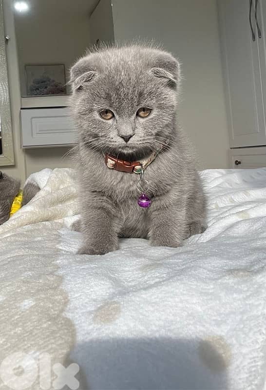 A special Christmas gift 1