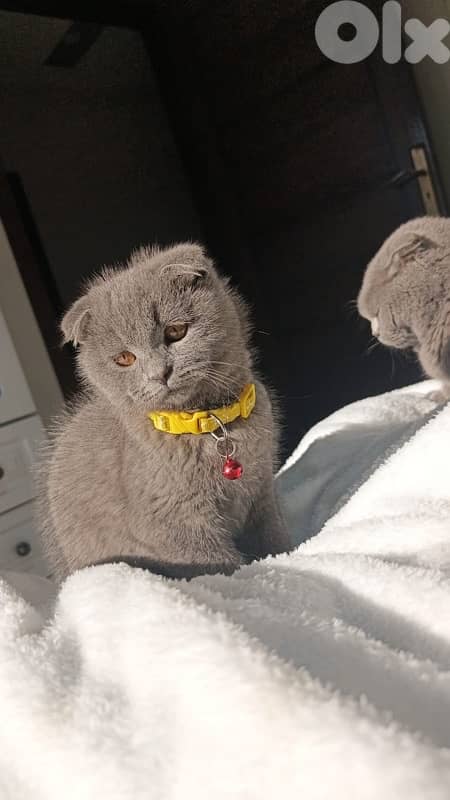 A special Christmas gift 2