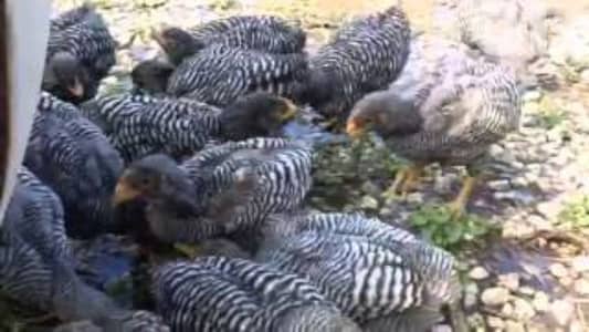 أحلى الأسعار