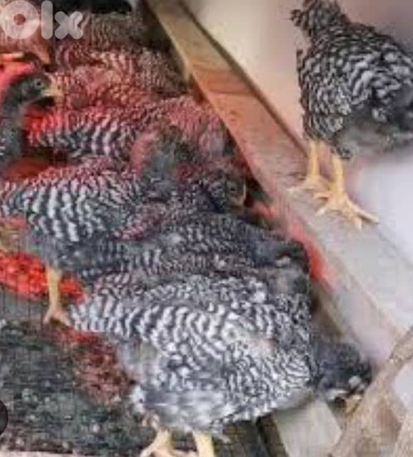 أحلى الأسعار 1