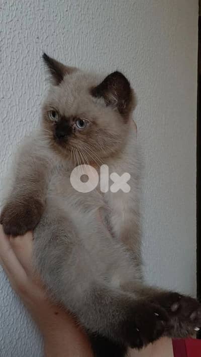 ذكر هيمالايا