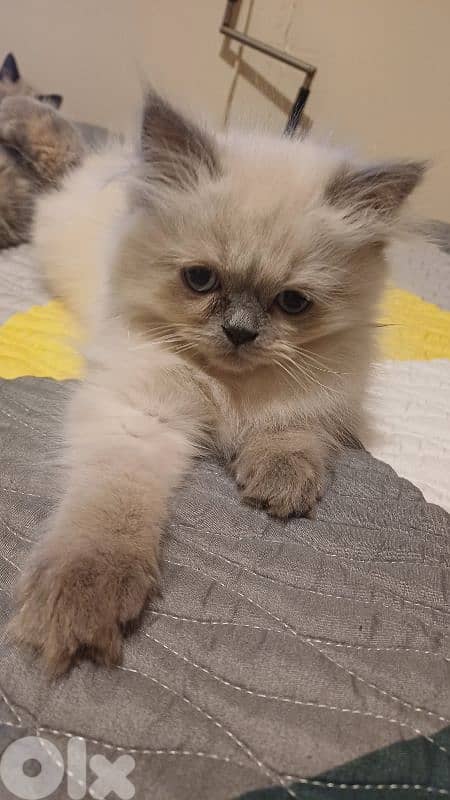 ذكر هيمالايا 1