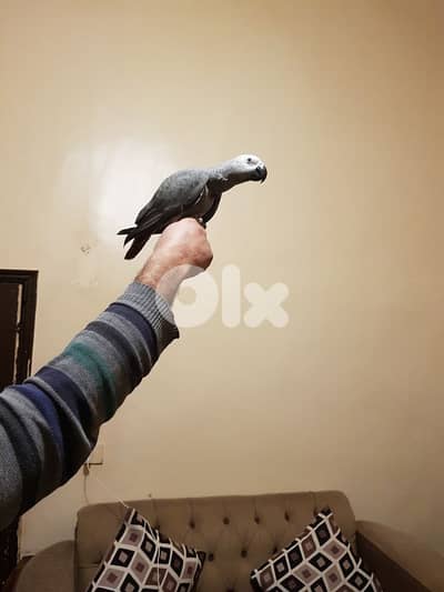 فرخ بغبغاء كاسكو الحبه الكبيره اول اكله