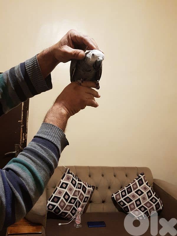 فرخ بغبغاء كاسكو الحبه الكبيره اول اكله 2