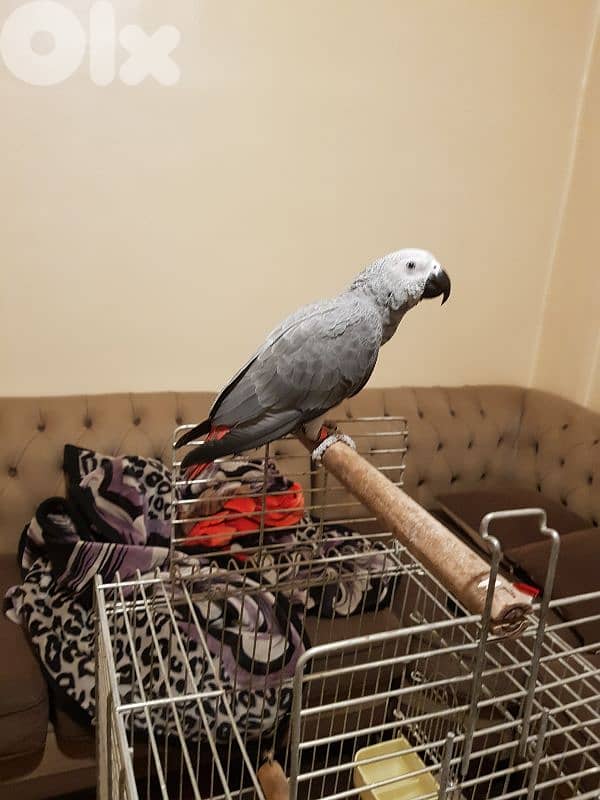 فرخ بغبغاء كاسكو الحبه الكبيره اول اكله 3