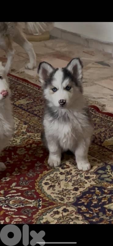 siberian husky , pure breed