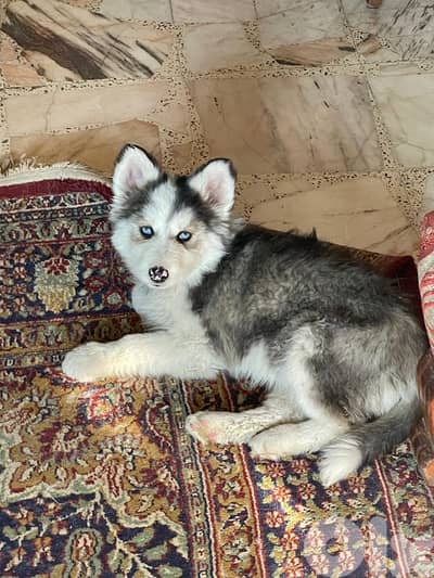 siberian husky , pure breed