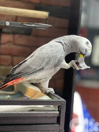 كاسكو دبل جامبو