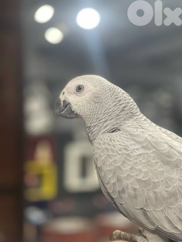 كاسكو دبل جامبو 1