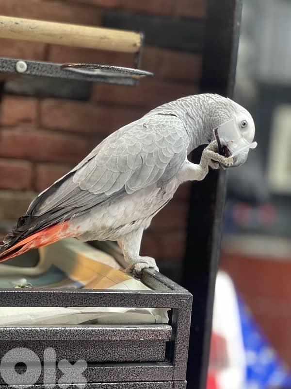 كاسكو دبل جامبو 2