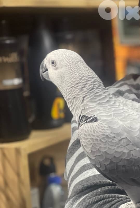 كاسكو دبل جامبو 3