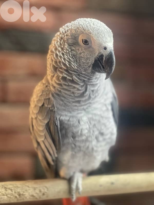 كاسكو دبل جامبو 4