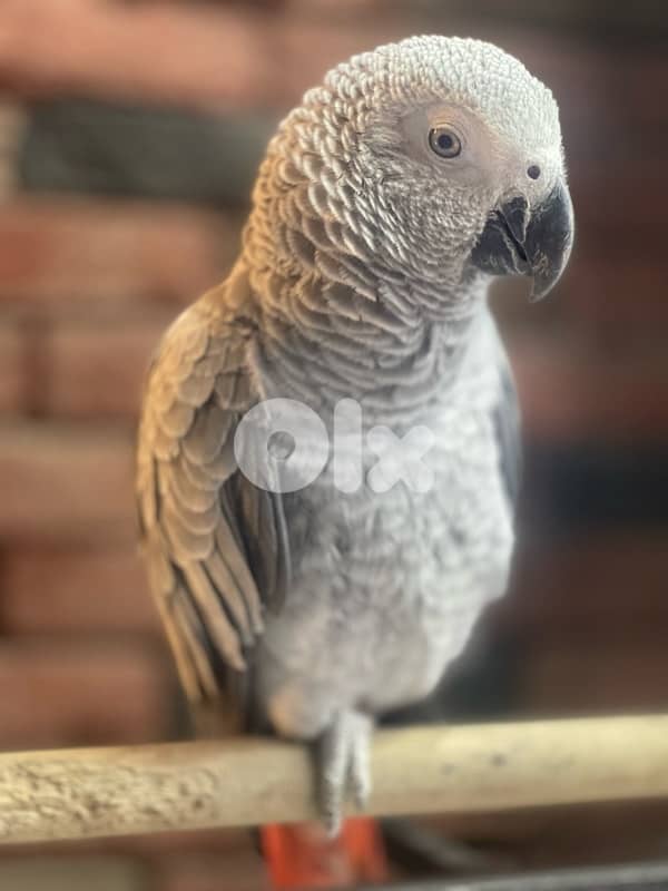 كاسكو دبل جامبو 5