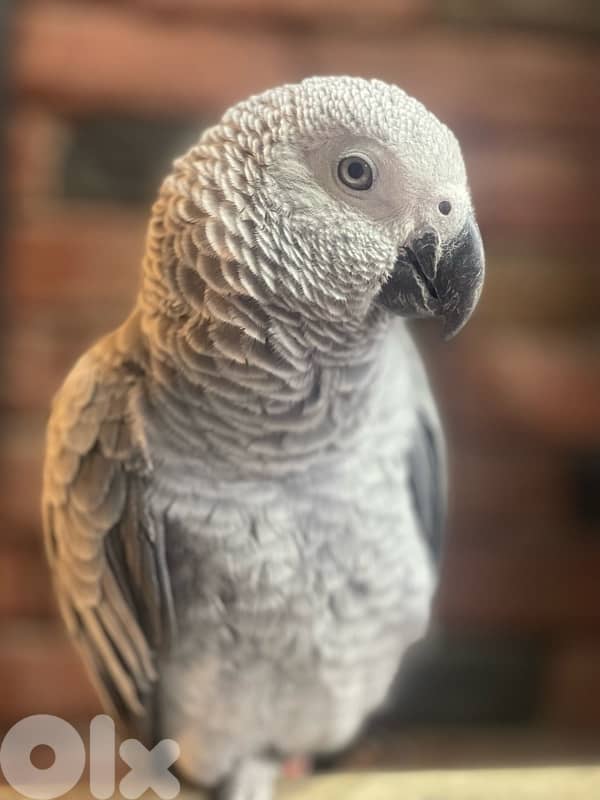 كاسكو دبل جامبو 6