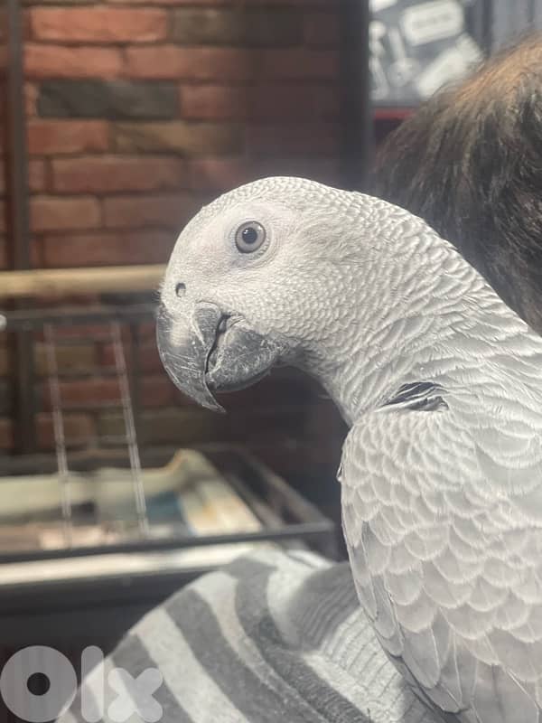 كاسكو دبل جامبو 7