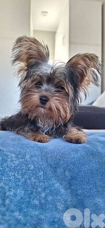 yorkshire terrier teacup puppy