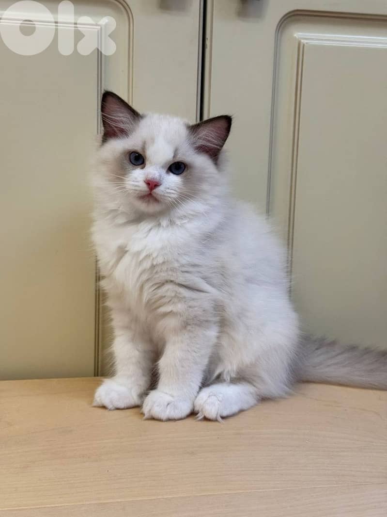 Ragdoll Kittens For Adoption 1