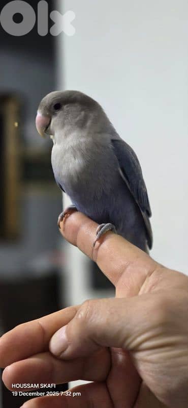 روز مروض بعدو عم ينفطم صحة دهب وريش كامل ٥٥دولار مع قفص رقم:71251321