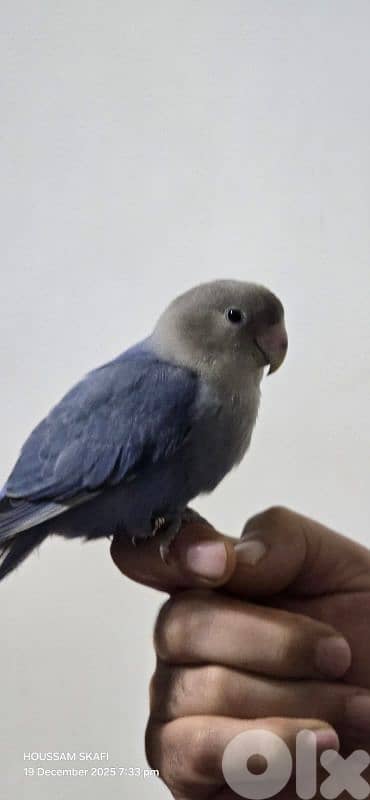 روز مروض بعدو عم ينفطم صحة دهب وريش كامل ٥٥دولار مع قفص رقم:71251321 1