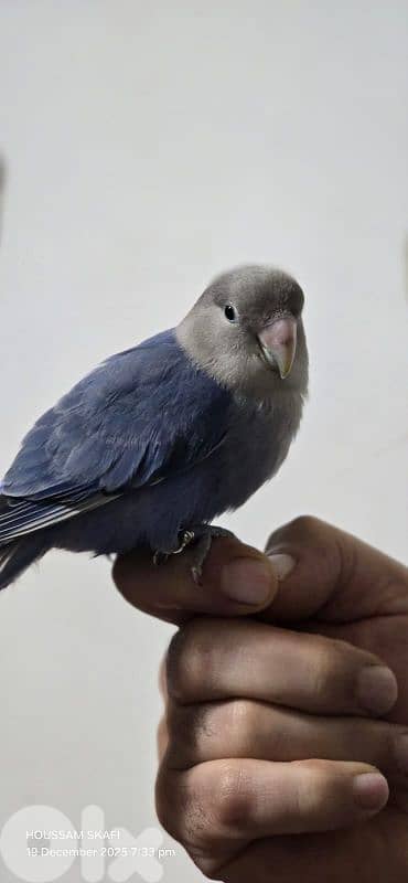 روز مروض بعدو عم ينفطم صحة دهب وريش كامل ٥٥دولار مع قفص رقم:71251321 2